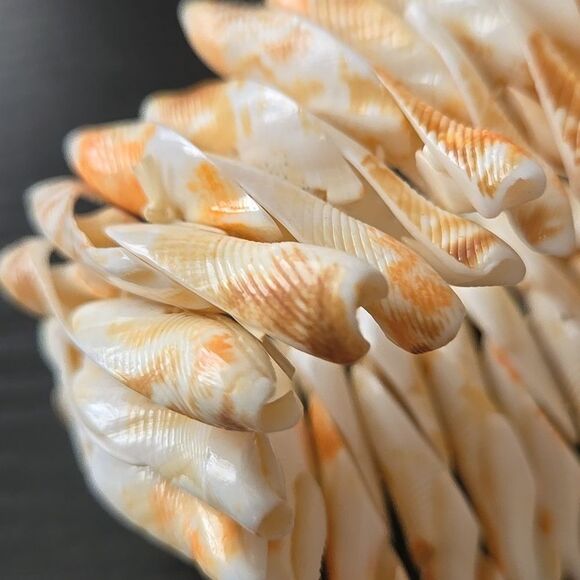 SEASHELL Bracelet WOMEN shells elastic band cream tan off white jewelry unique - Picture 9 of 15